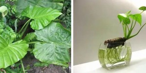 警惕！踏青采“血皮菜”，泸州两姐妹被毒翻！