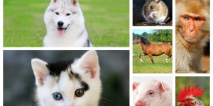 遭动物咬了咋办？泸州市首家犬伤门诊开诊啦