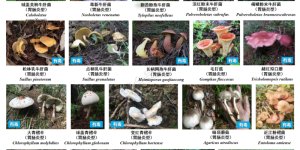 又1例蘑菇中毒？泸州一家人食用野蘑菇，1人遭了……