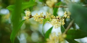 备好秋衣！降温+降雨，预计泸州最低温12℃