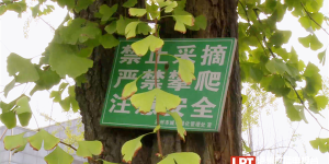 提醒！路边银杏不要采，盲目摘食易中毒