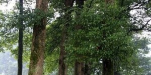 野生树木千万不要随便砍！泸州一男子砍伐自家野生楠木，被采取刑事强制措施