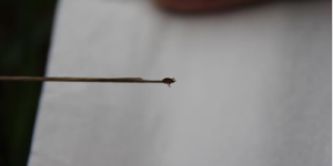 注意！外出踏青虽然好，蜱虫防护不能少