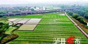1000余份特殊水稻种子从海南空运回泸县，这是为何？又有何用？