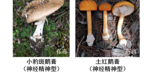 首例“菇勇者”！泸州嬢嬢家门口采蘑菇，配肉片食用后差点躺板板……