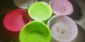泸州一小区被“涨水蛾”围攻？教你如何一网打尽！
