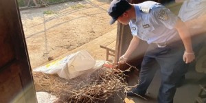 判刑！纳溪村民种植罂粟600多株被抓，竟是为了给家禽防病