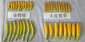 小心中毒！这种菜正上市，越新鲜越危险