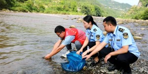国家二级保护鱼类现身赤水河！
