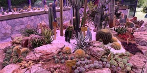 泸州沙生植物展览馆建好了，即将免费开放