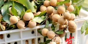 正在公示！泸县将新增1个省三星级园区