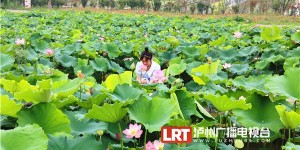 满屏清凉 泸州夏雨荷花初绽放