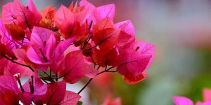 乘公交赏花去！巴妹儿带你打卡三角梅花海