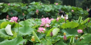 泸州的荷花开了！乘公交赴一场夏日“荷”约吧