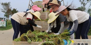 风景变“丰”景！泸县牛滩镇向日葵迎来采收季