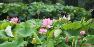 10元就能享有4朵荷花+1支莲蓬 千亩荷塘里 情绪价值拉满