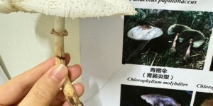 【太吓人】网购蘑菇种子自己种，泸州夫妻双双中毒休克，遭得惨……