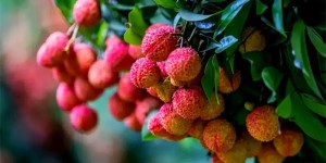 泸州的荔枝卖到了北美洲，卖出40元/斤