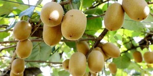 叙永石桩村6万斤黄心猕猴桃熟啦！把秋天的新鲜甜蜜抱回家