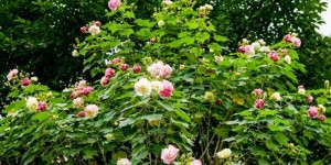 泸州：坐公交去赏那盛开的木芙蓉