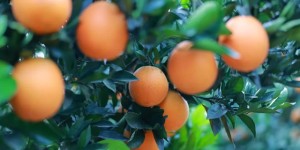 定了！12月19日-21日，古蔺邀你“橙”风破浪…….