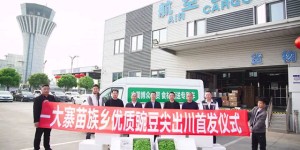 1770公里，古蔺豌豆尖9小时抢“鲜”入沪