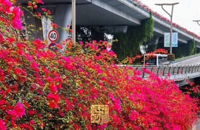 这些地方太美啦！快坐上公交打卡泸州春日花海~