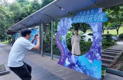 蓝花楹花开正当时！乘赏花专线，邂逅酒城限定浪漫→